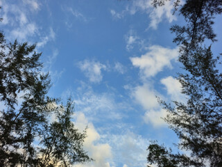 Obraz premium Scenic blue sky with fluffy white clouds over green tropical forest trees in natural landscape, eco environment, serene background, summer travel and peaceful nature concept