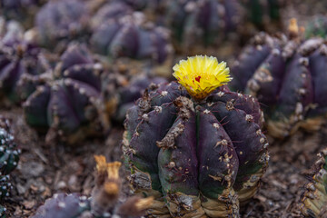 Close Up of Astrophytum Myriostigma (Bishop’s Cap Cactus) with Yellow Flower Bloom