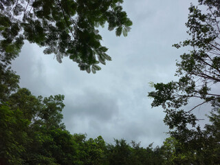 Scenic blue sky with fluffy white clouds over green tropical forest trees in natural landscape, eco environment, serene background, summer travel and peaceful nature concept