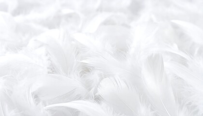 A soft, delicate texture of many white feathers fills the image, creating a serene and tranquil atmosphere.