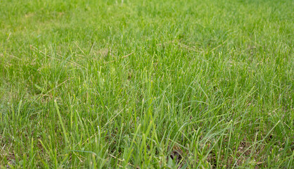 Large, lush green lawn close-up on a sunny day. Panoramic view of a well-groomed lawn. The grass is well-groomed.