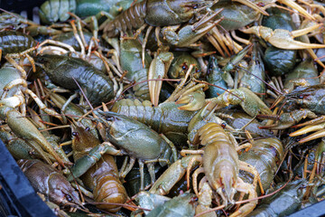 live crayfish are lying in a box