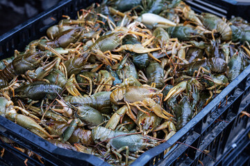 live crayfish are lying in a box