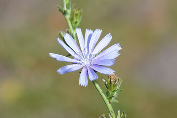 Closeup blue flower of Common chicory (Cichorium intybus), family Asteraceae. August, Netherlands