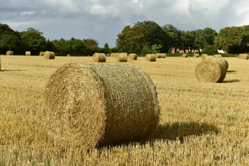 Jersey, U.K. St. Lawrence. Agricultural scene with dramatic skies at the end of Summer.