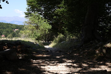 forest in the mountains