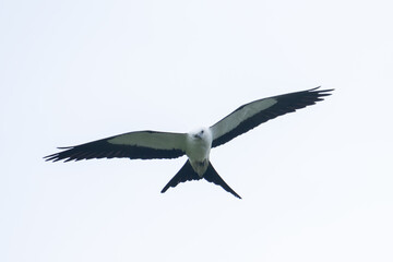 Swallow-tailed kite flying overhead