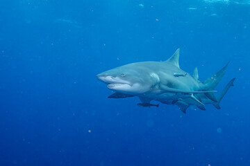 Two lemon sharks on the search for food