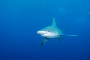 Fototapeta premium Silky shark swimming in blue ocean