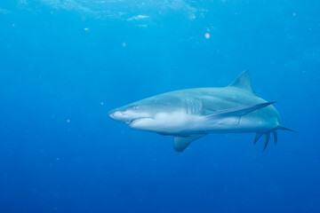 Lemon shark on the search for food