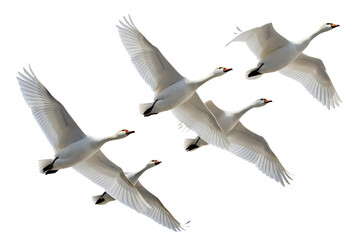 Obraz premium A flock of white swans soaring through the air against a bright white background in graceful formation