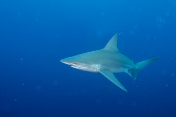Silky shark swimming in blue ocean