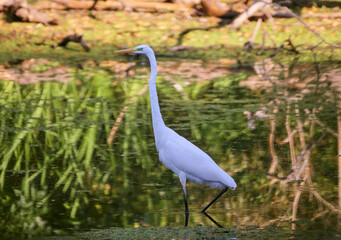 A white heron in the lake.
