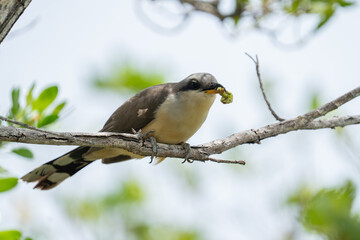 Mangrove cuckoo with next meal