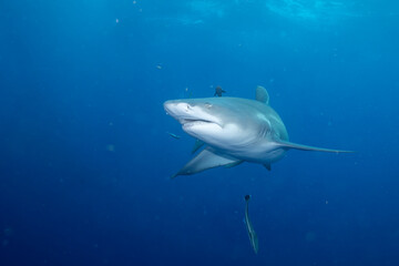 Naklejka premium Lemon shark on the search for food