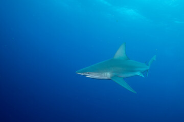 Silky shark swimming in blue ocean