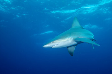 Lemon shark swimming at ocean surface