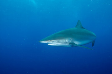 Closeup of sandbar shark in the ocean