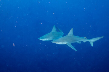 Two silky sharks in the ocean
