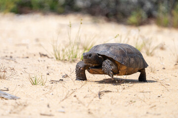 Adult gopher tortise on the move