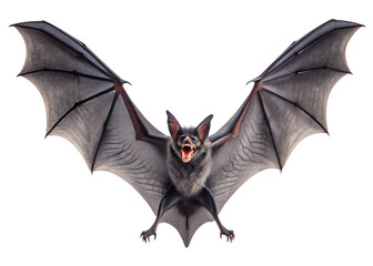 Isolated image of a dark bat with its wings spread wide open and mouth open on a white background