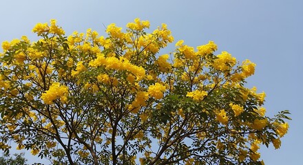 Fototapeta premium Yellow flowers with tree, and blue sky.