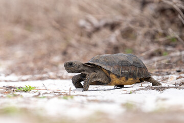Juvenile gopher tortise on the move