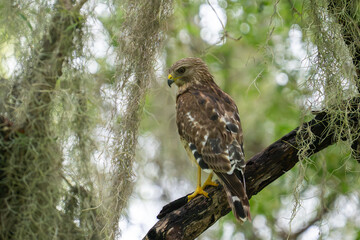 Red shouldered hawk in a mossy tree