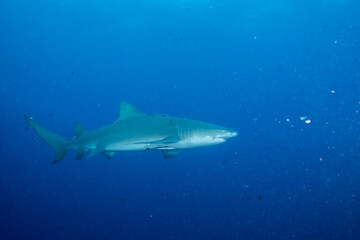 Fototapeta premium Lemon shark swimming in blue ocean