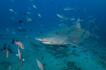Lemon shark swimming with school of fish