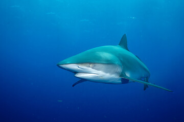 Closeup of sandbar shark in the ocean