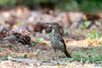 Brown thrasher foraging on the ground