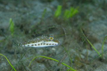 Bandtail puffer swimming over grassy seafloor