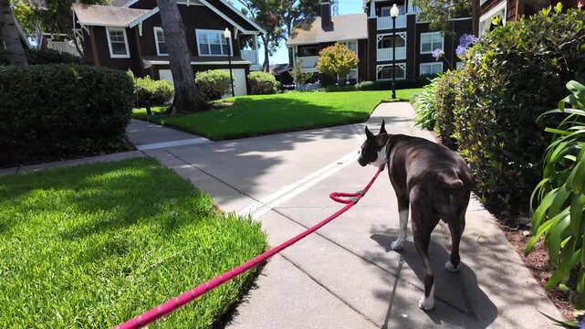 A dog is walking on a leash in a grassy area