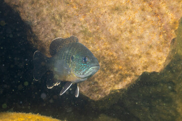 Green sunfish coming out of rocky cave