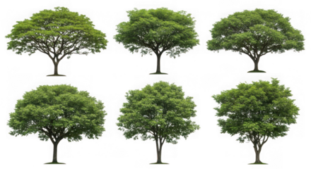 A collection of six green trees with different shapes and sizes, isolated on transparent background for design elements