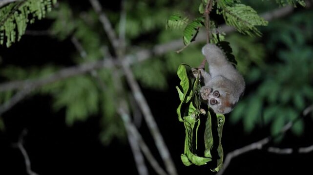 Slow Loris primate on a tree eating parkia speciosa fruit