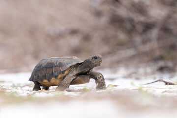 Juvenile gopher tortise on the move