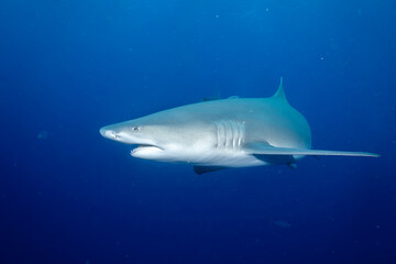 Lemon shark swimming in blue ocean