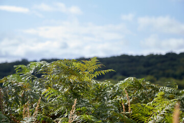 green fern against a hilly landscape, blue sky