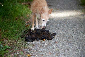 a dog smells horse manure on a forest path
