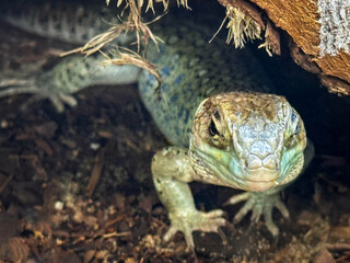 lizard on a tree