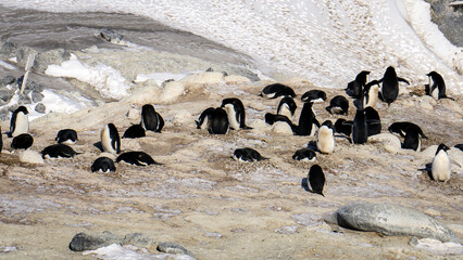Antarctica penguins © Gregory