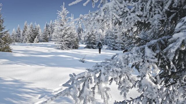 Girl with dog walking through snow among trees covered snow. Winter hike in mountains. Adventures in mountains.