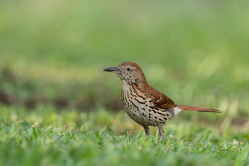 Brown thrasher on the ground