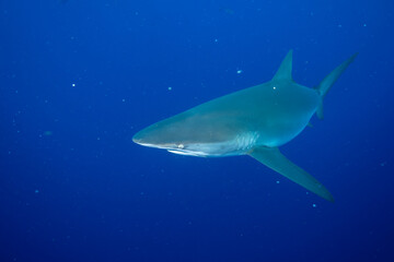 Closeup of sandbar shark in the ocean