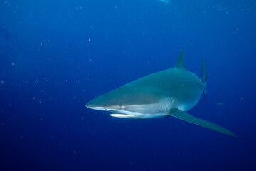 Closeup of sandbar shark in the ocean