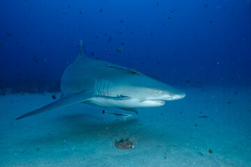 Lemon shark swimming on ocean floor