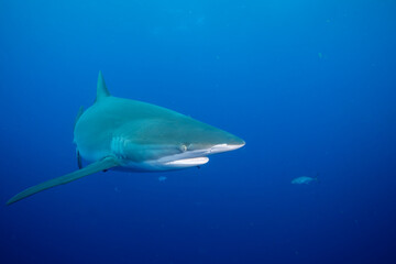 Closeup of sandbar shark in the ocean