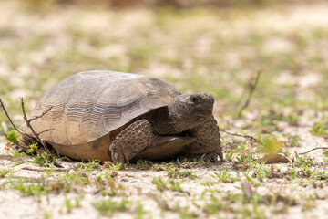 Gopher tirtise on sandy ground
